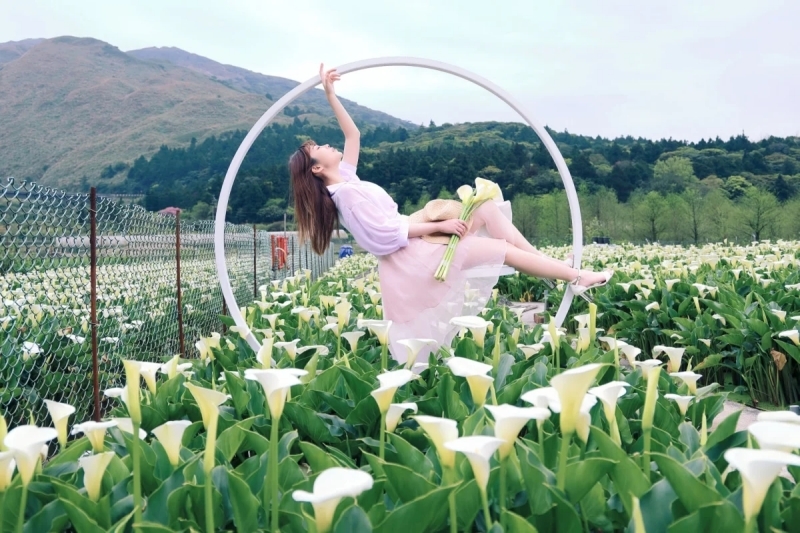 竹子湖海芋