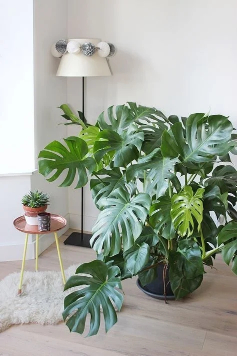 破財徵兆4：動植物生命力下降