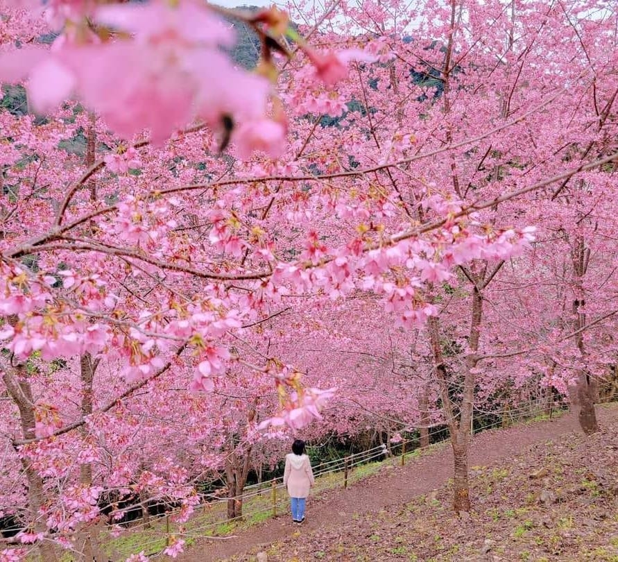 新竹尖石「霞喀羅櫻花谷」是私人土地,谷主雪藏11年近年才對外開放。