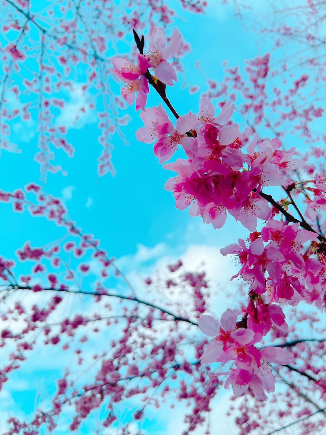 粉色櫻花和蔚藍天空,美得猶如明信片。