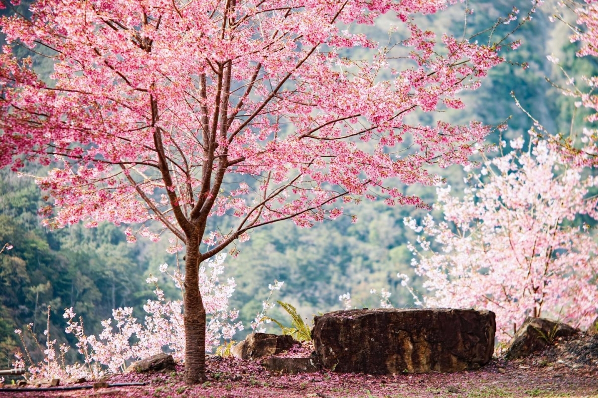 新竹「霞喀羅櫻花谷」花期在新春2月登場