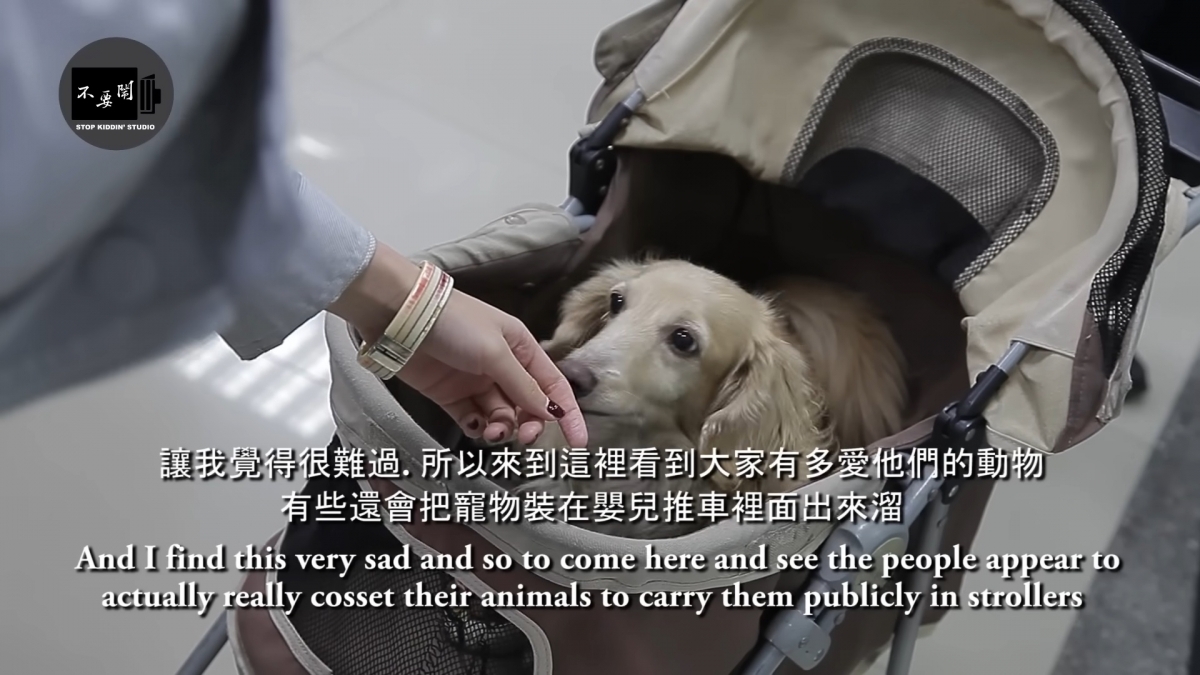 台灣人對動物很友善