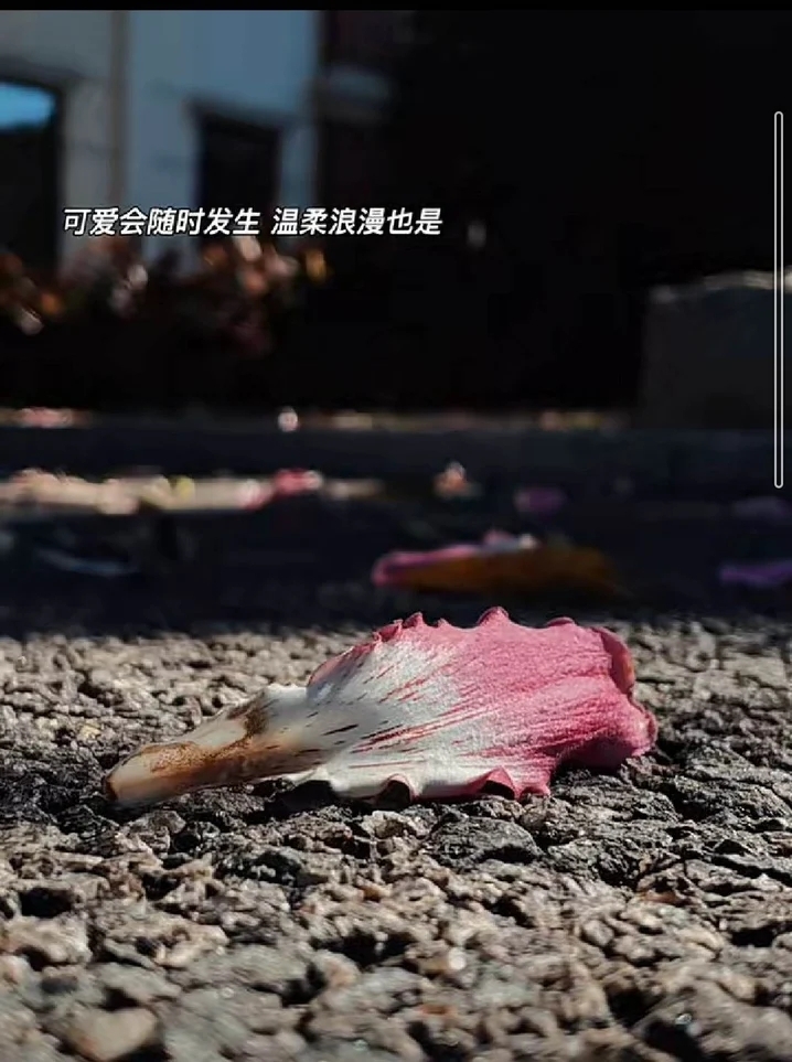 美麗的花瓣照可以寫下 : 可愛會隨時發生,溫柔浪漫也是