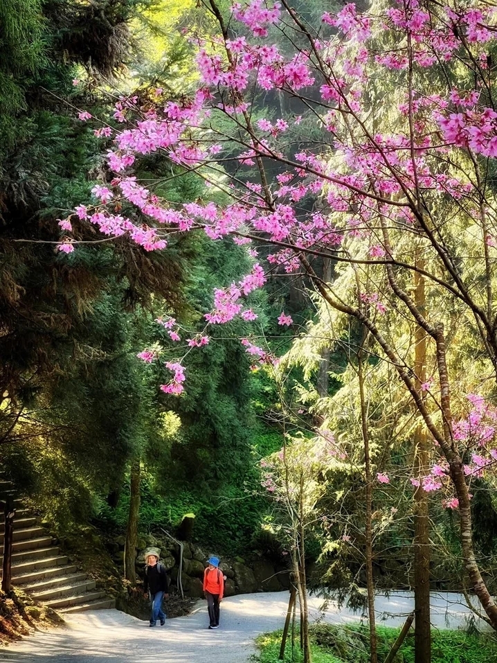 遊客漫步在粉紅緋櫻之下好浪漫