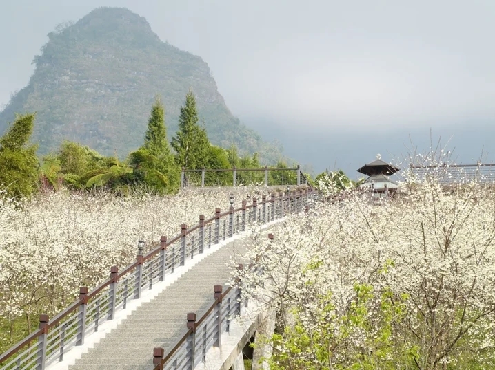 虹橋旁的福爾摩沙白櫻花海是園區內的人氣之最