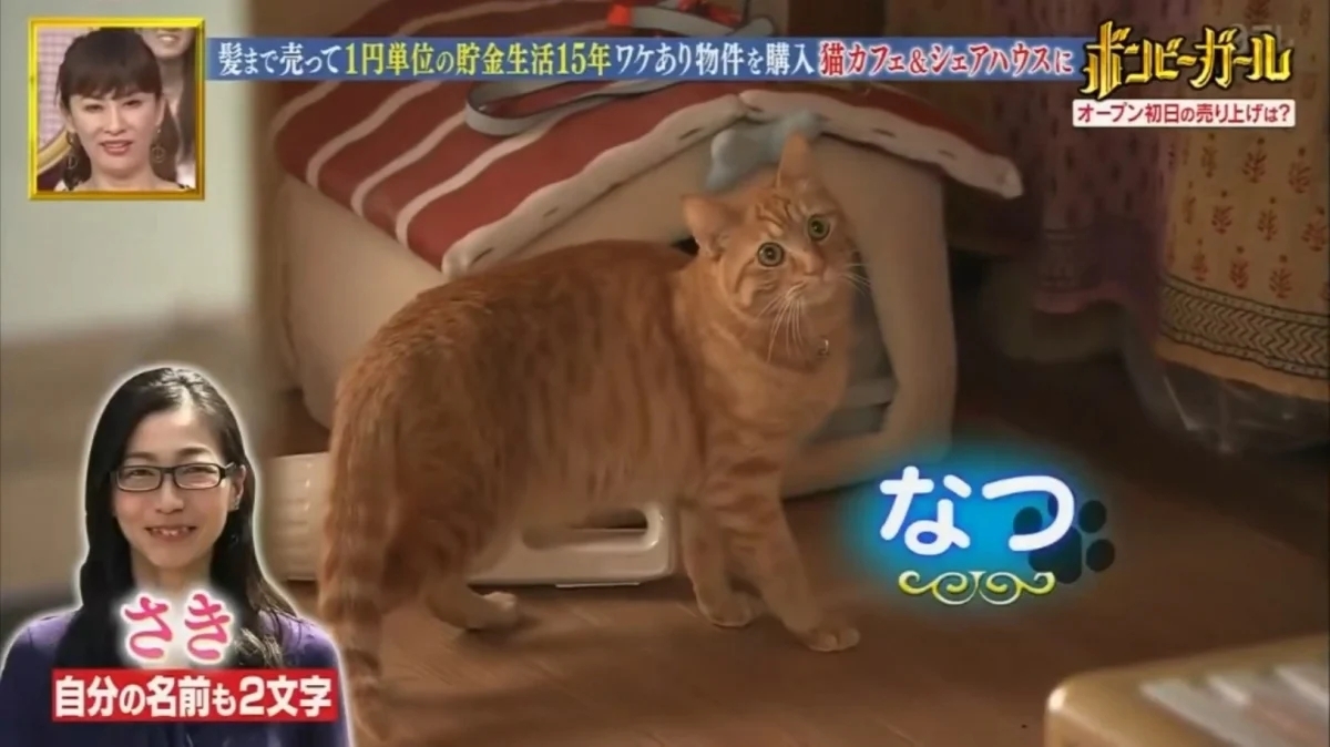 田母神咲存錢的動力是貓咪！