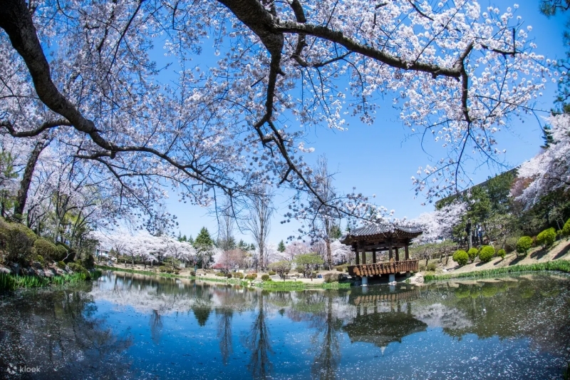 日韓賞櫻行程推薦8:慶州「普門旅遊園區」