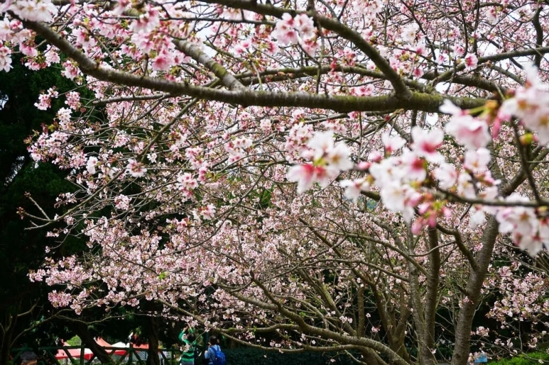 台灣北部櫻花景點1:台北陽明山國家公園