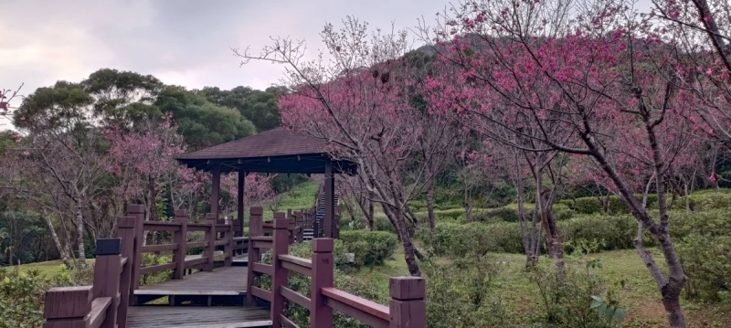 台灣北部櫻花景點6:樹林大同山登山步道