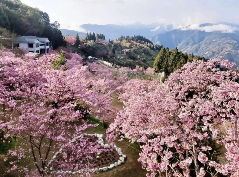 台灣北部櫻花景點7:桃園拉拉山恩愛農場