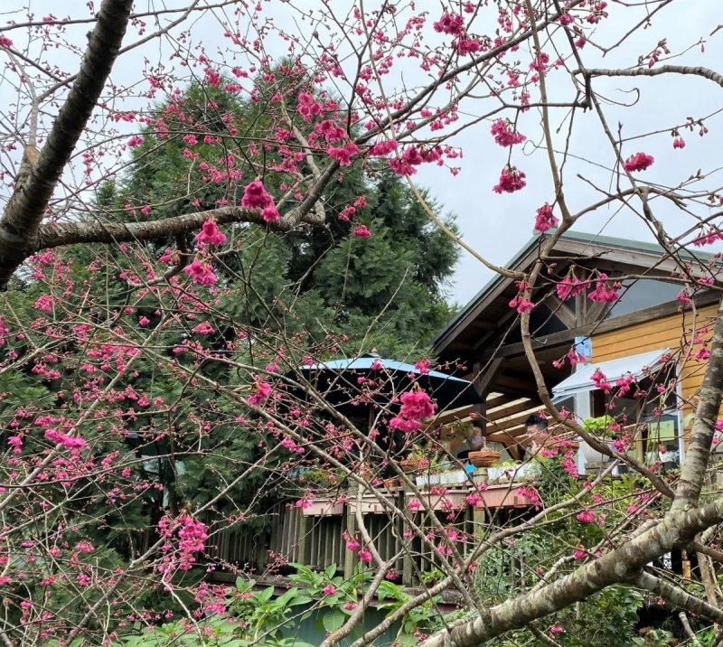 台灣東部櫻花景點20:台東太麻里青山農場