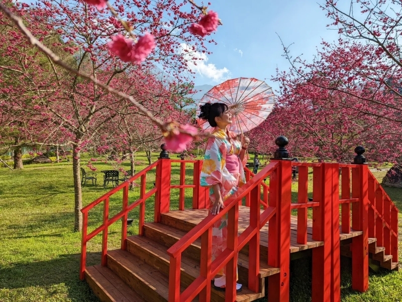 台灣中部櫻花景點14:南投日月潭九族櫻花季