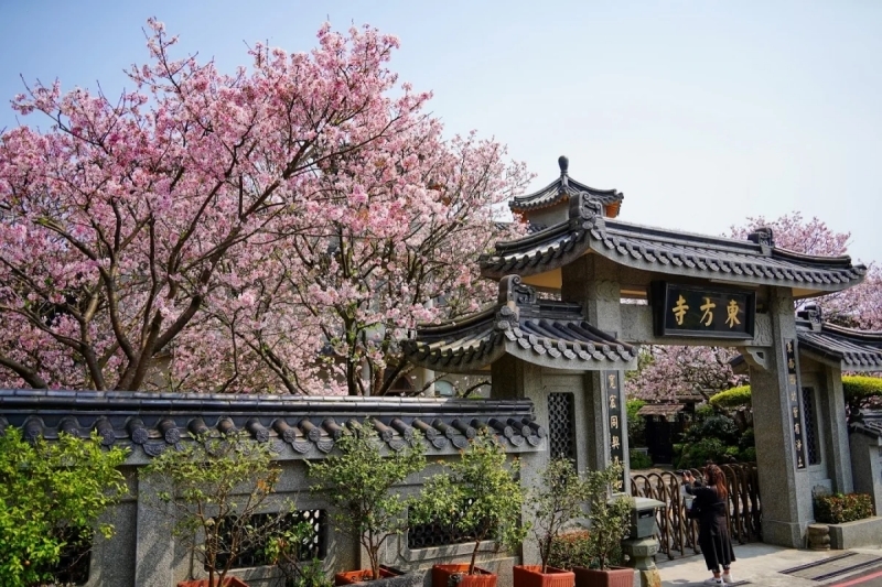 台灣北部櫻花景點2:台北平菁街42巷、東方寺