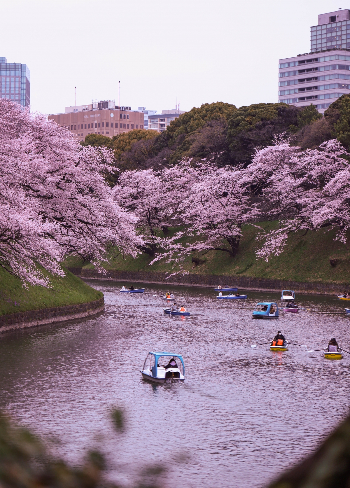 久違出國的你是否也很懷念日本落「櫻」繽紛的綺麗風景。