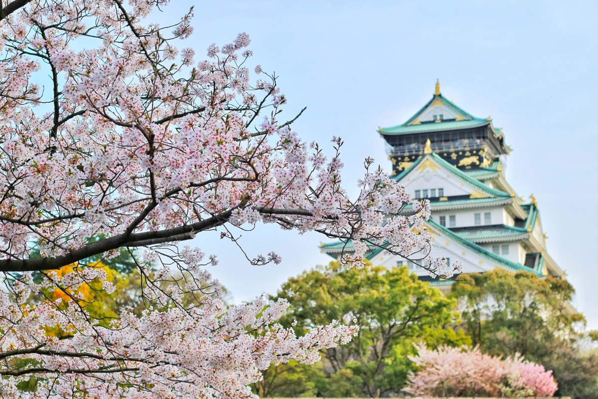日本大阪古城和燦爛櫻花的絕麗風景,吸引許多國際觀光客前往朝聖。