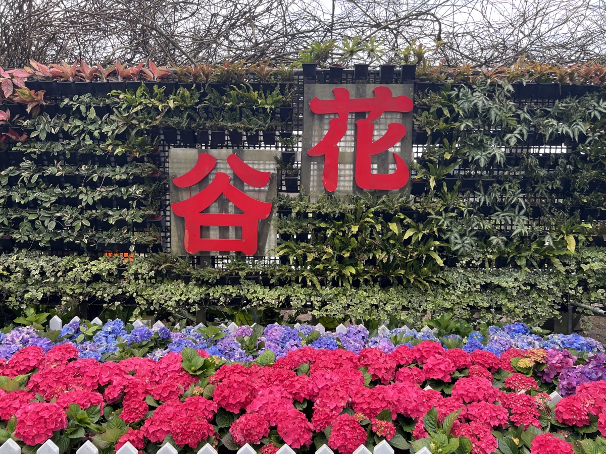 陽明山海芋推薦拍照景點1:花谷海芋園