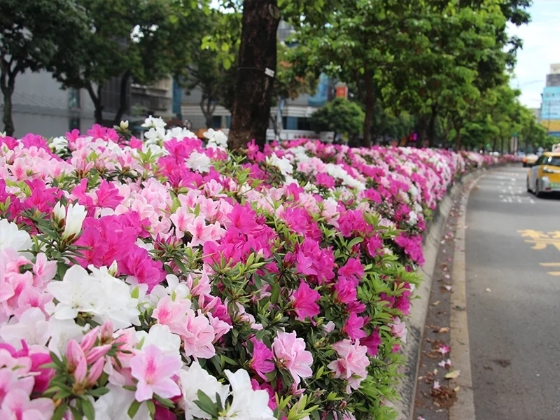 陽明山花季4月:杜鵑花