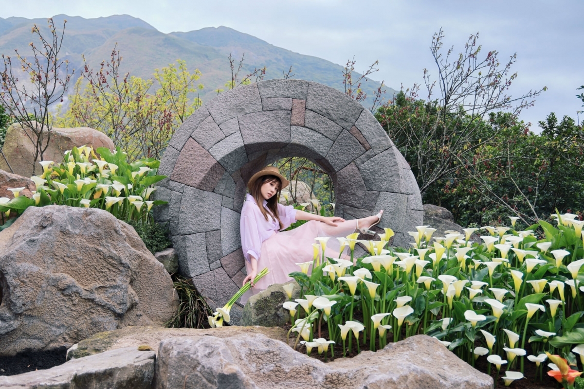 陽明山海芋推薦拍照景點5:大賞園繡球海芋田