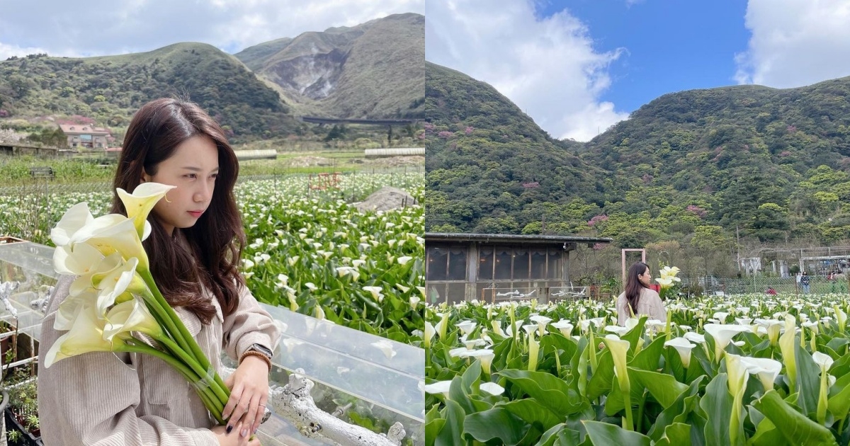 陽明山海芋推薦拍照景點2:財福海芋園