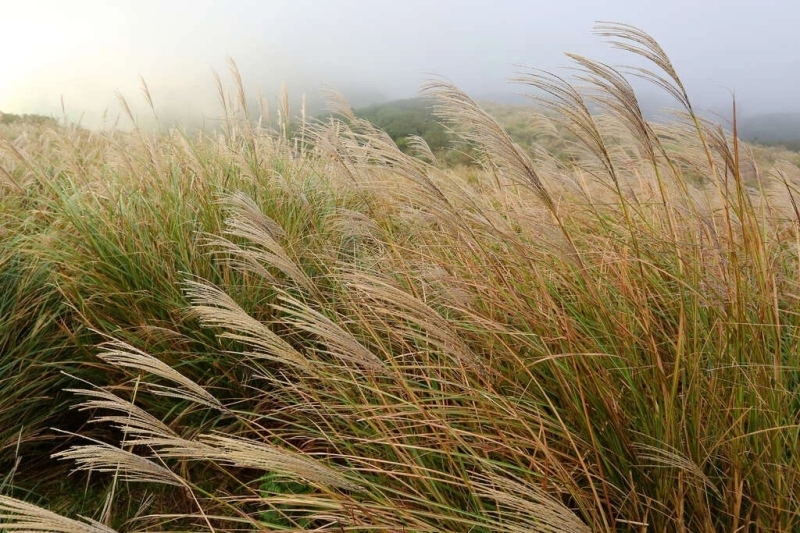 陽明山花季10月、11月:芒花