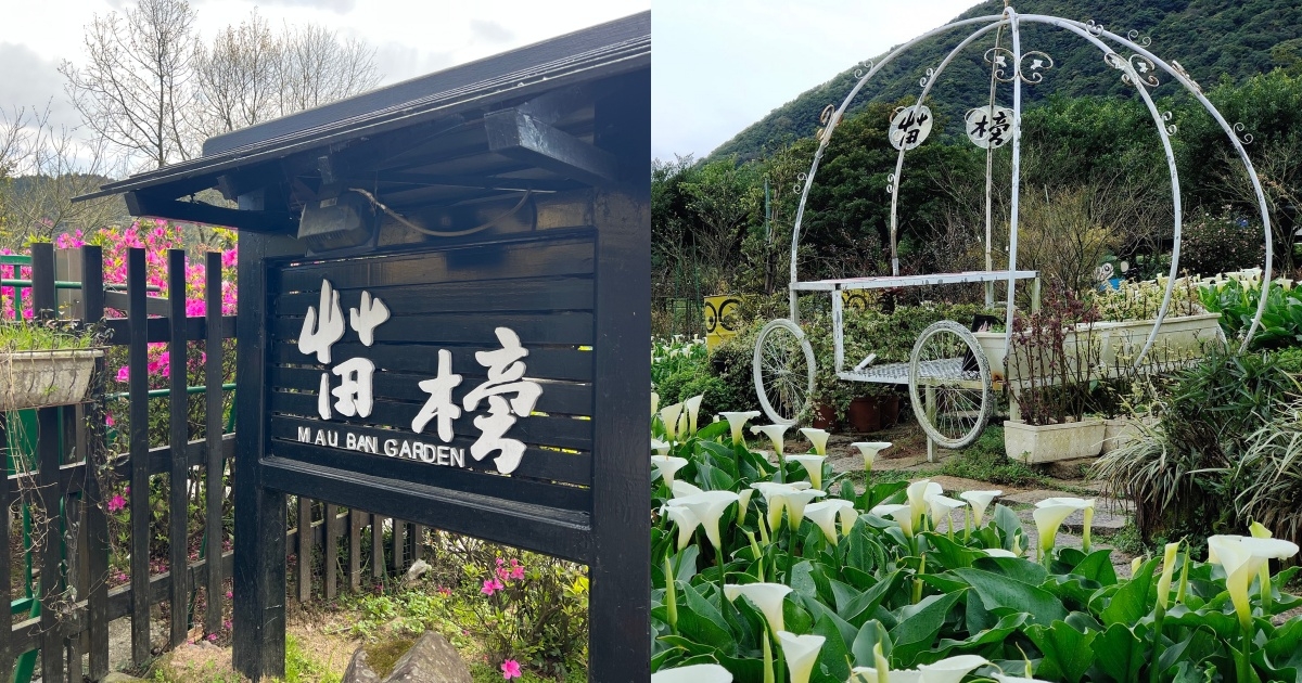 陽明山海芋推薦拍照景點3:苗榜海芋花園餐廳