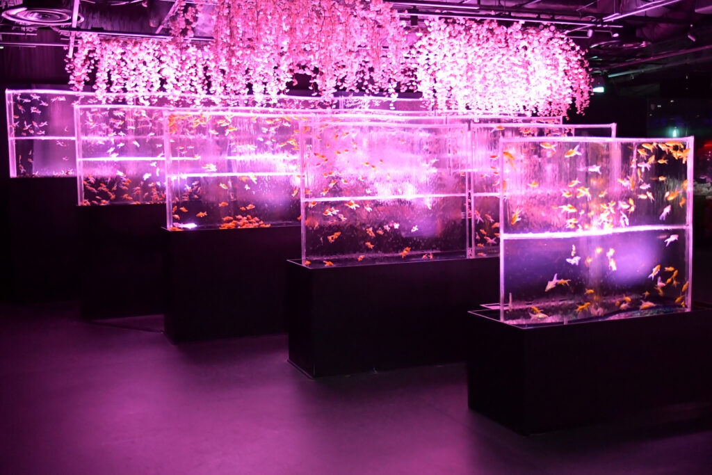 Art Aquarium「めっちゃ桜 ~SAKURA Special~」