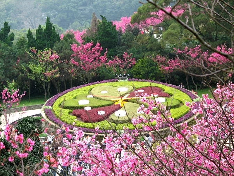 陽明山花季2月:山櫻花、八重櫻、昭和櫻