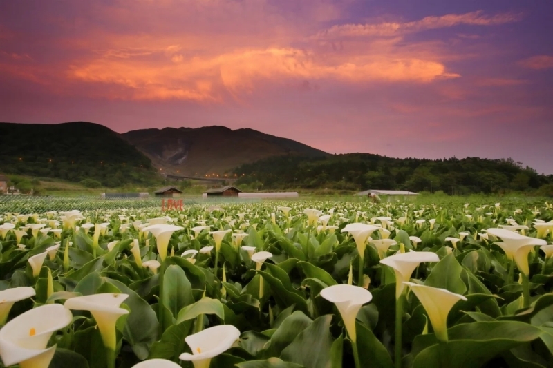 陽明山花季3月:竹子湖海芋
