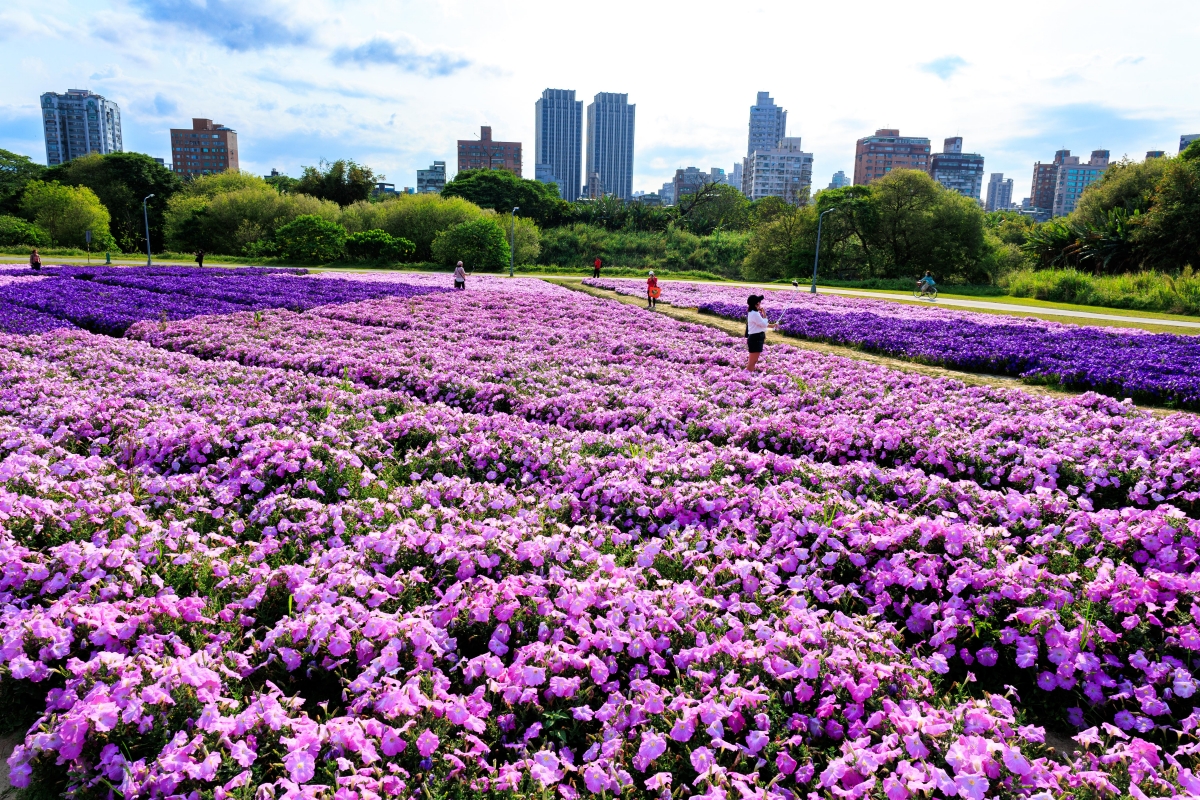 古亭河濱公園矮牽牛花海