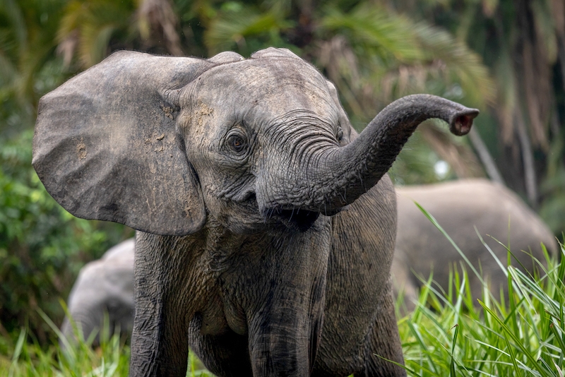 《象群之謎Secrets of The Elephants》