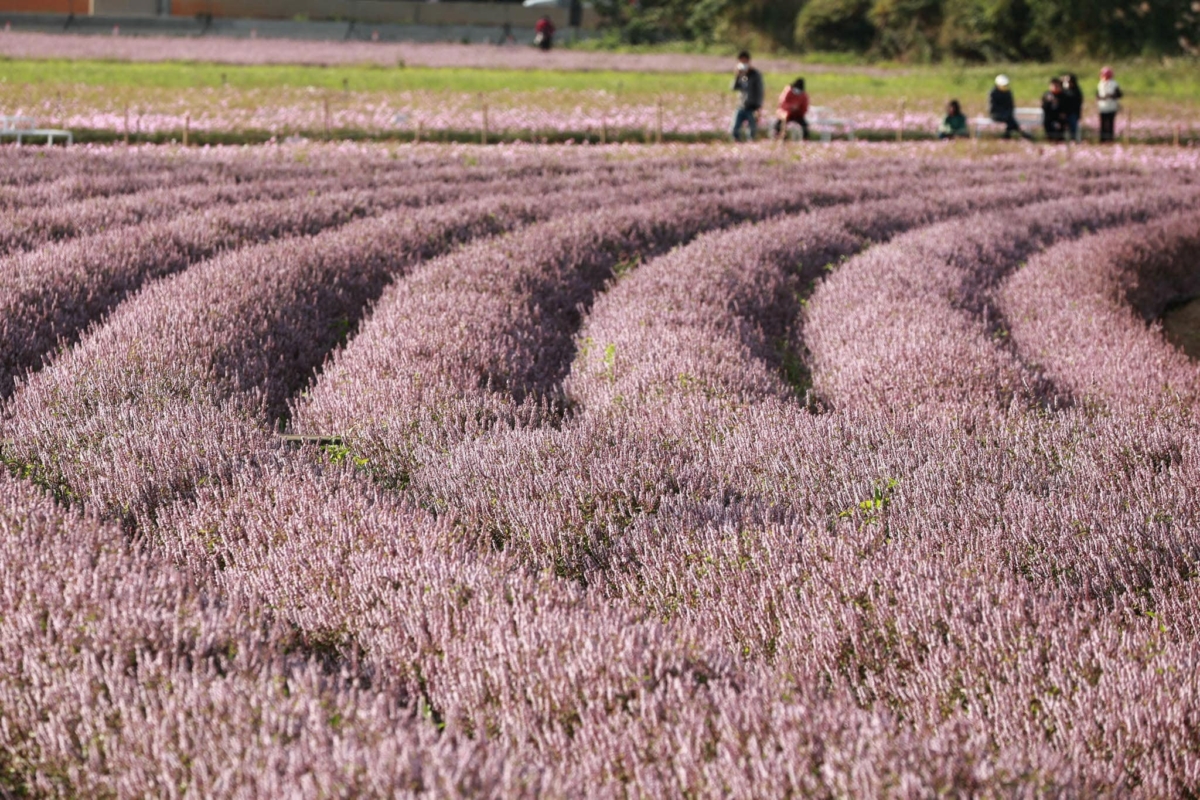 2023「桃園仙草嘉年華」