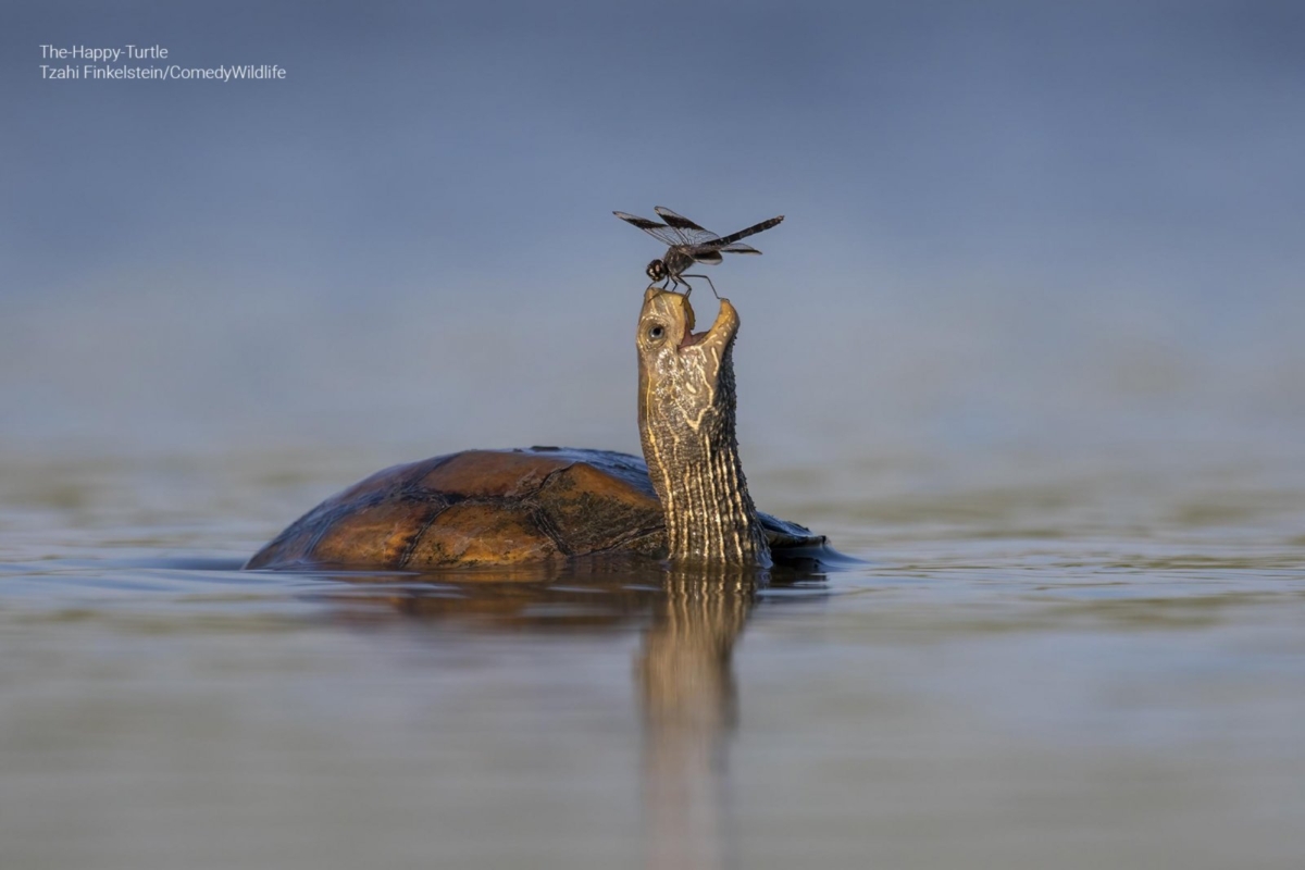 Tzahi Finkelstein《The happy turtle》