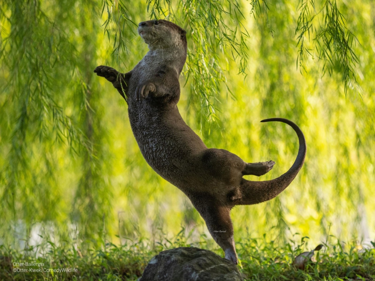 Otter Kwek《Otter Ballerina》