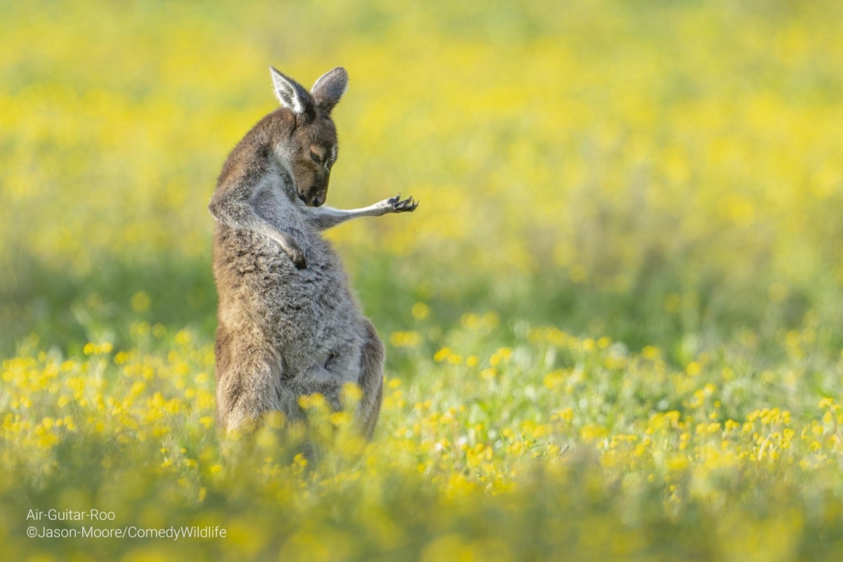 Jason Moore《Air Guitar Roo》