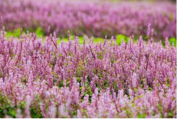 2023「桃園仙草嘉年華」