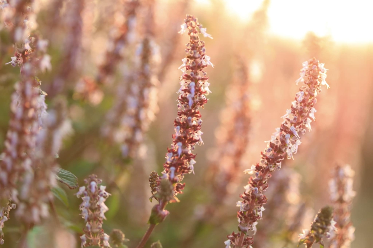 2023「桃園仙草嘉年華」