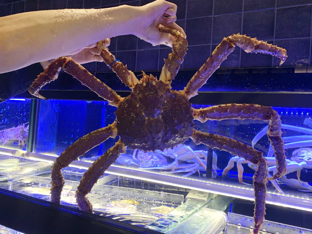 現撈帝王蟹