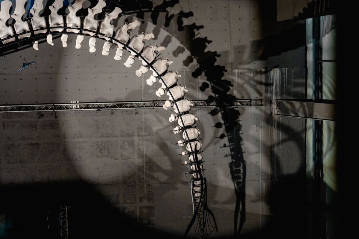 全台首座藍鯨骨骼標本