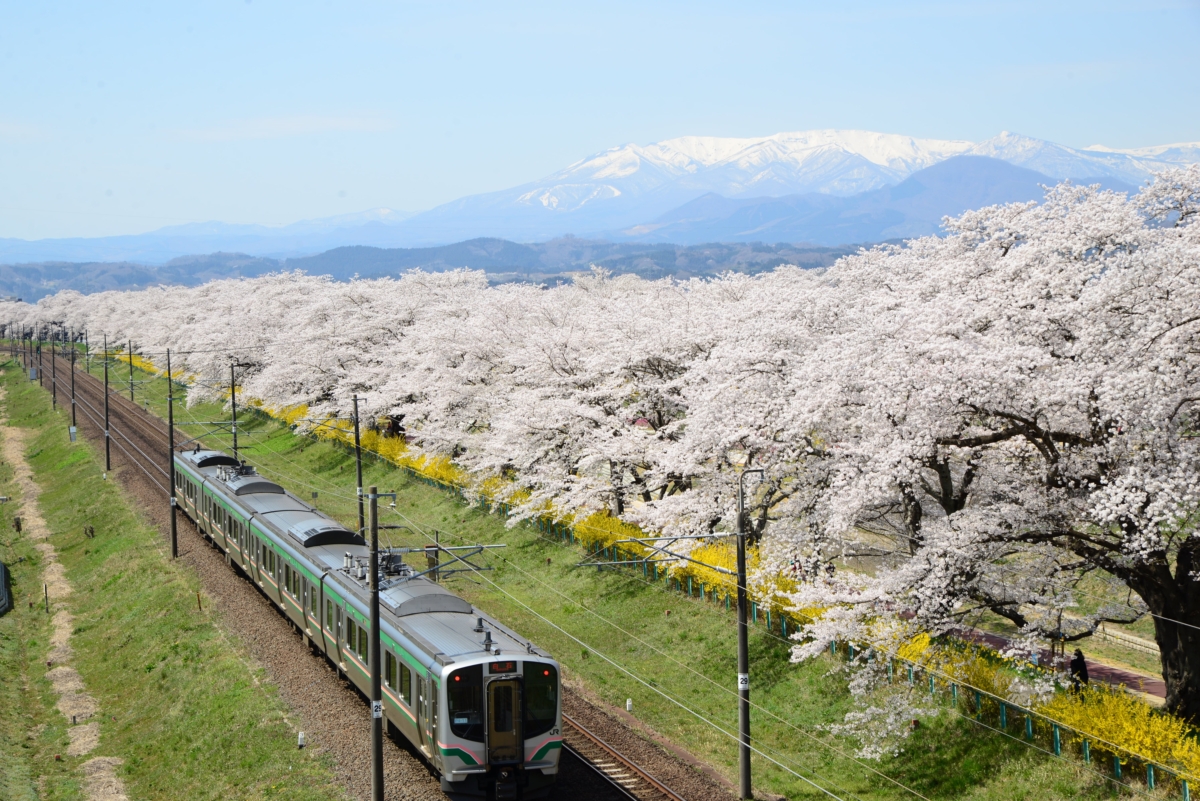 宮城縣「白石川堤一目千本櫻」