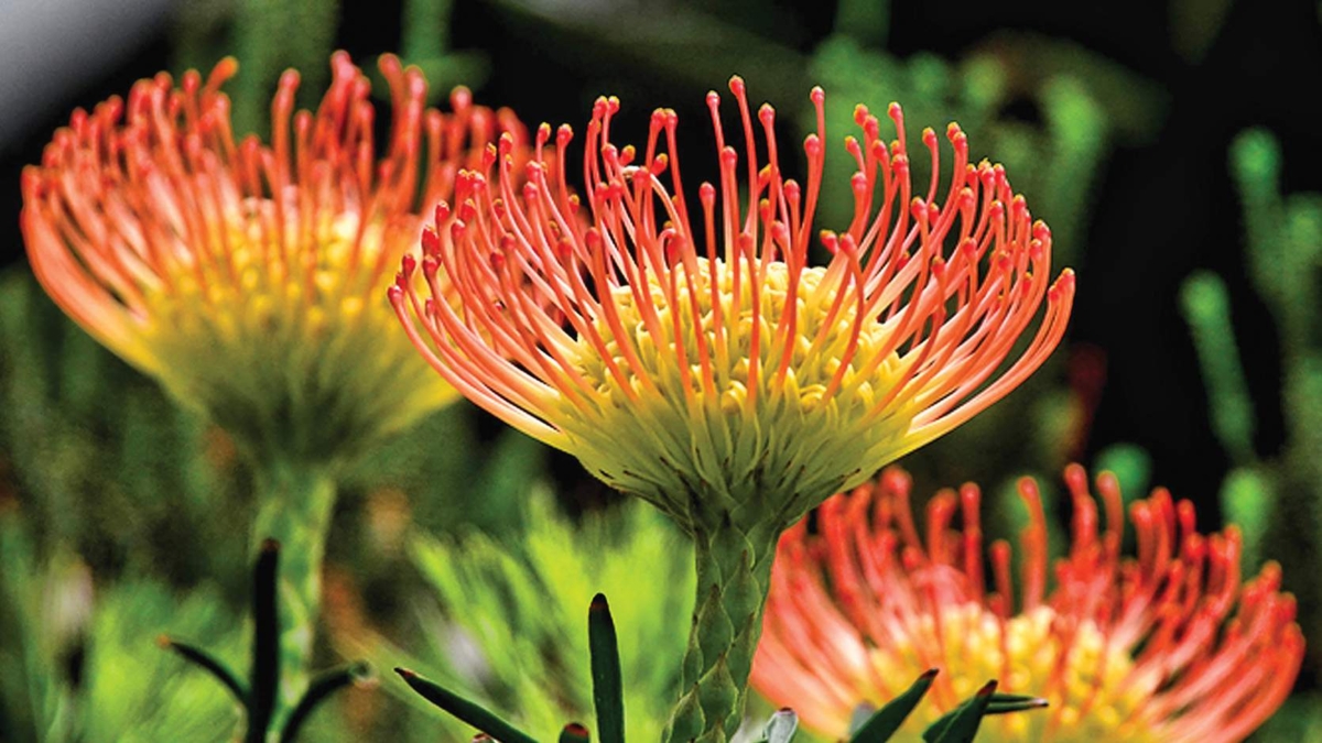 South African Garden