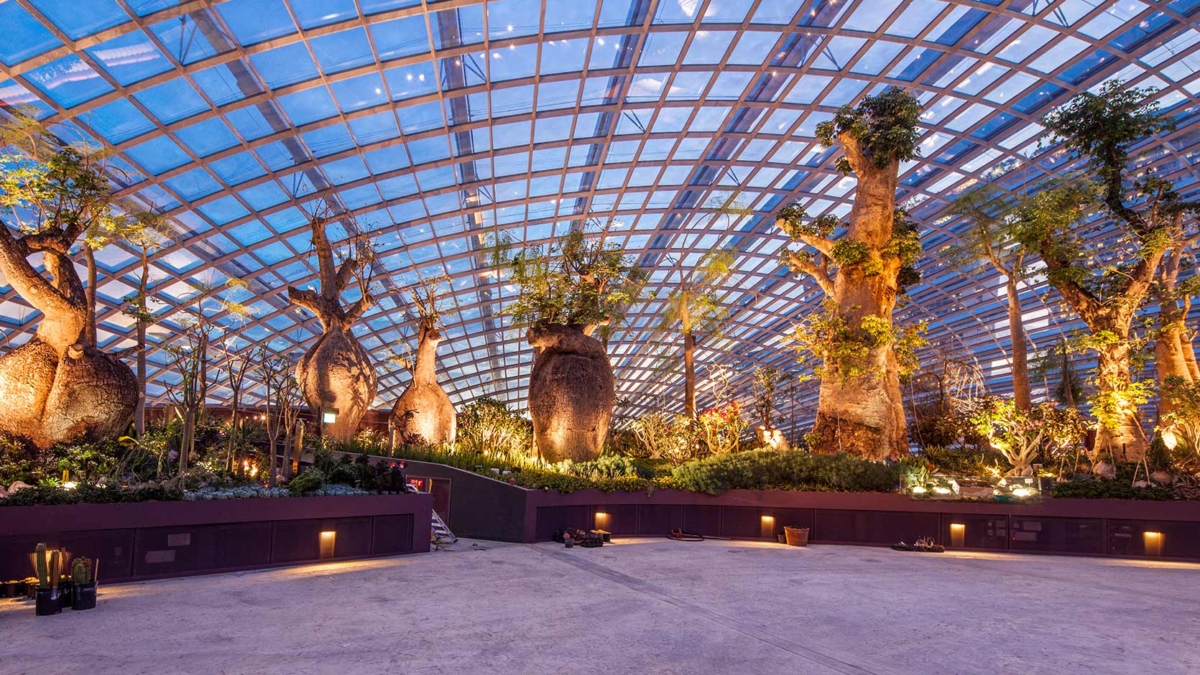 Baobabs & Bottle Trees