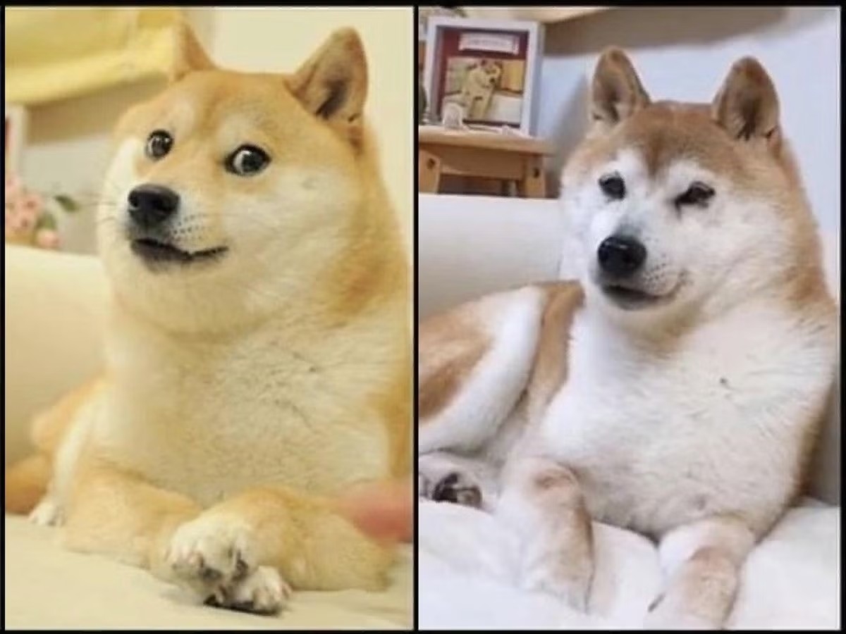 盤點6隻爆紅迷因狗帶你認識超紅的狗界翹楚🐶每隻都超經典