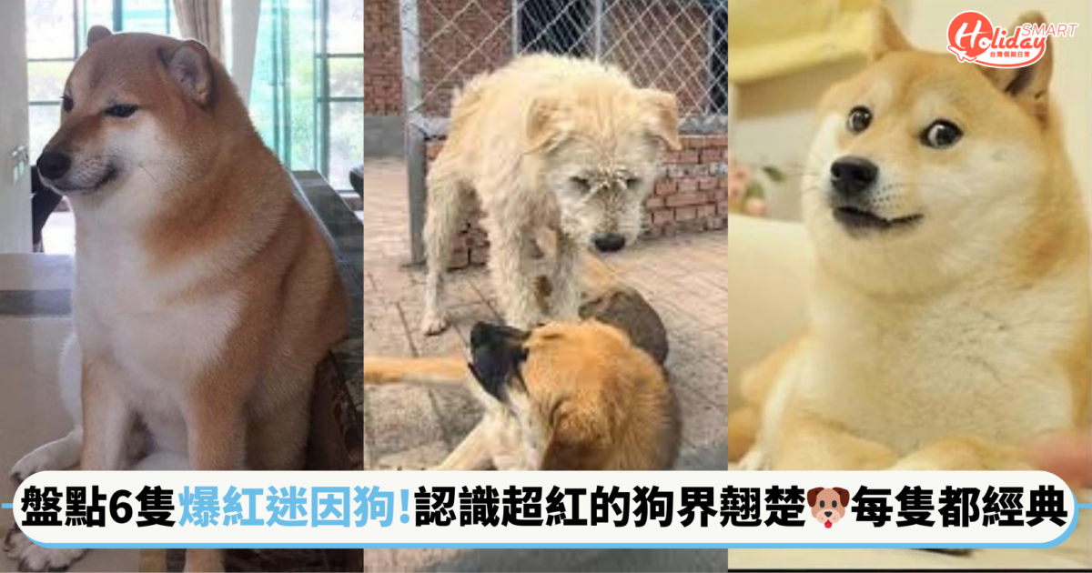 盤點6隻爆紅迷因狗 帶你認識超紅的狗界翹楚🐶每隻都超經典