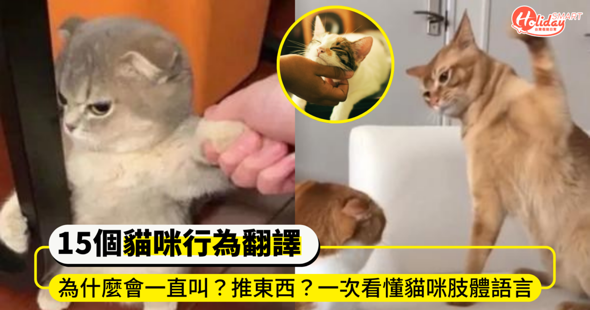 15個貓奴必知貓咪行為翻譯!為什麼會一直叫?推東西?一次看懂貓咪肢體語言 小動作全都是愛你的證據