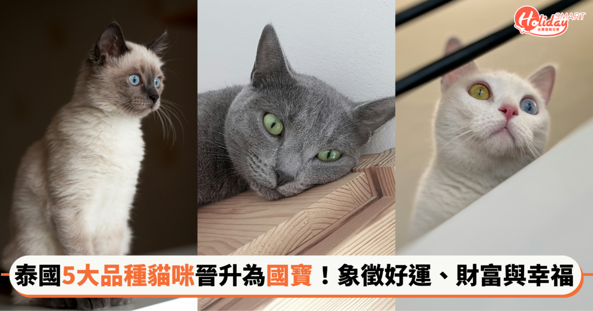 泰國5大品種貓咪正式晉升為國寶！象徵好運、財富與幸福，異色瞳「白瑪瑙貓」夢幻又高貴